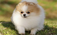 博美犬要多少钱