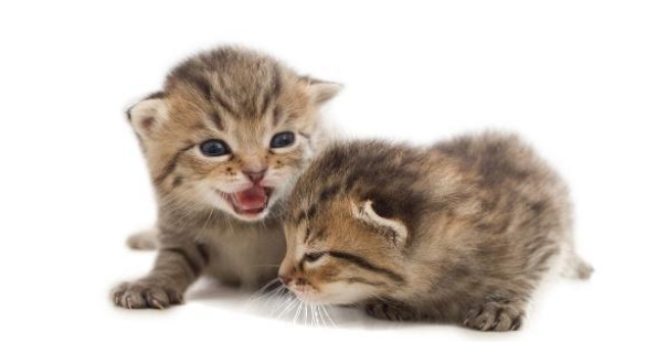猫感冒了喂点人吃的感冒药就好?别胡来,感冒药不可乱喂 猫感冒了喂点人吃的感冒药就好?别胡来,感冒药不可乱喂