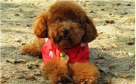 泰迪老年犬狗粮推荐