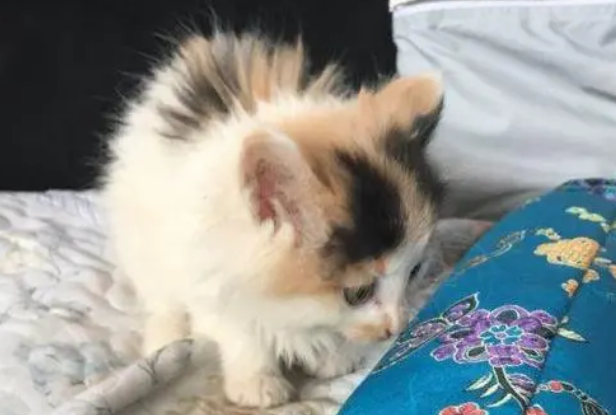 猫知识:长毛三花猫是什么品种?-宠物网