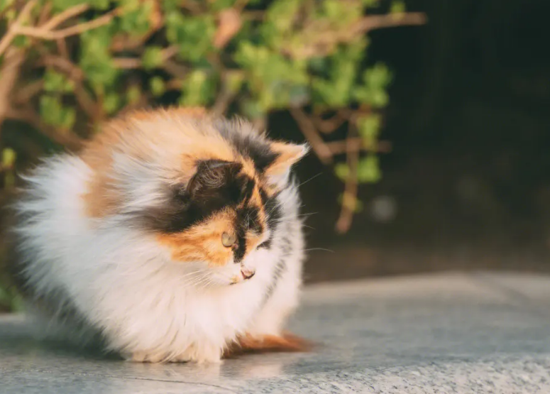 猫可以晒太阳吗？说了你别不信