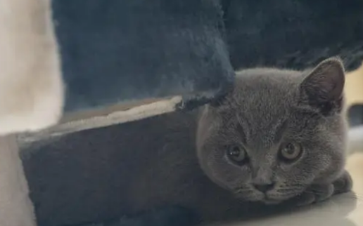 宠物猫咪寄养需要注意什么? 宠物猫咪寄养需要注意什么?