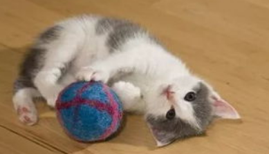 猫都喜欢什么玩具