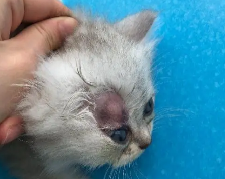 猫藓长毛了是不是就好了?这篇文章告诉你 猫藓长毛了是不是就好了?这篇文章告诉你