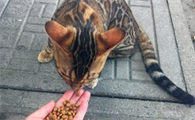 豹猫吃什么牌子猫粮好