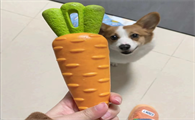 小狗狗可以玩的玩具 小狗狗可以玩的玩具