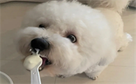比熊可以吃酸奶吗