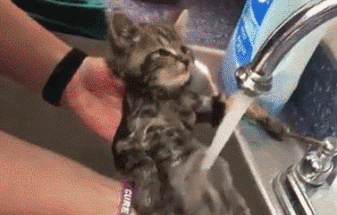 猫咪洗澡需注意哪些问题? 猫咪洗澡需注意哪些问题?