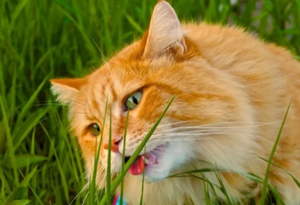 两种常见的给猫咪种植猫草的方式? 两种常见的给猫咪种植猫草的方式?