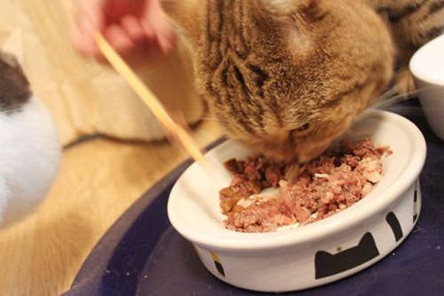 2020猫罐头品牌排行榜 2020猫罐头品牌排行榜