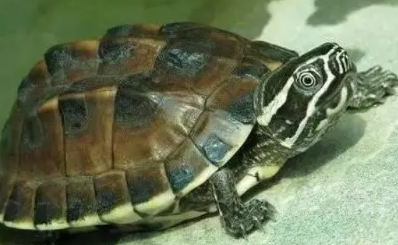 马来食螺龟是保护动物吗?看这篇科普文章 马来食螺龟是保护动物吗?看这篇科普文章