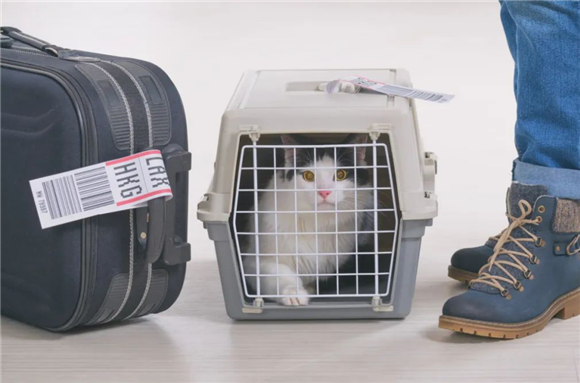 宠物托运航空箱丨教你挑选适合猫咪用的品牌航空箱
