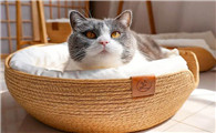 猫窝用什么消毒