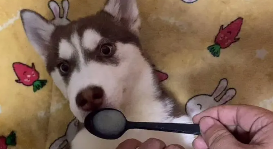 狗狗感冒药哪种好