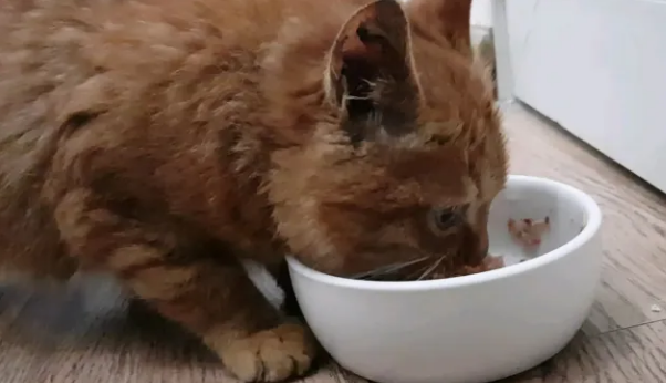 猫咪应该吃罐头吗