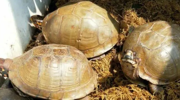 湾岸箱龟和三趾箱龟的区别在哪？新手朋友速戳~