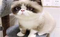在猫咪眼里摸它蛋蛋是什么意思