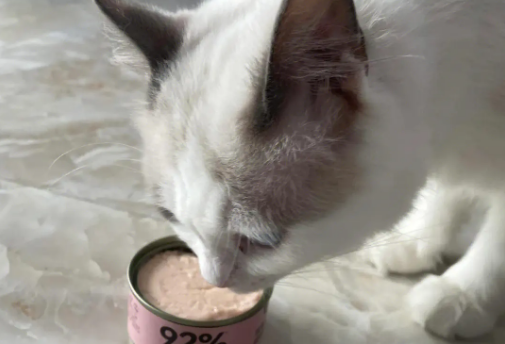 猫罐头要放冰箱吗