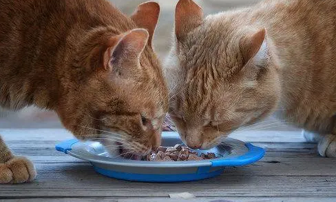 猫罐头可以加热吗