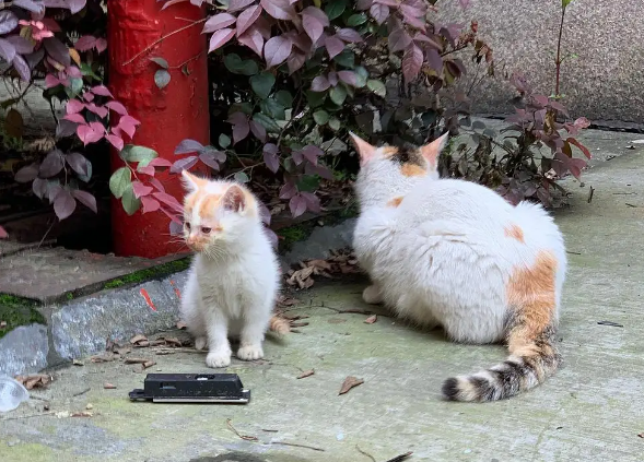 专业找猫团队靠谱吗