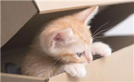 猫大便带血有黏液怎么回事?铲屎官一定要知道