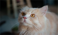 宠物猫咳嗽吃什么药