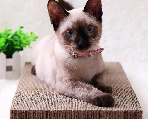 猫咪保证爪子锋利无比，需要时时磨爪，猫抓板有什么用