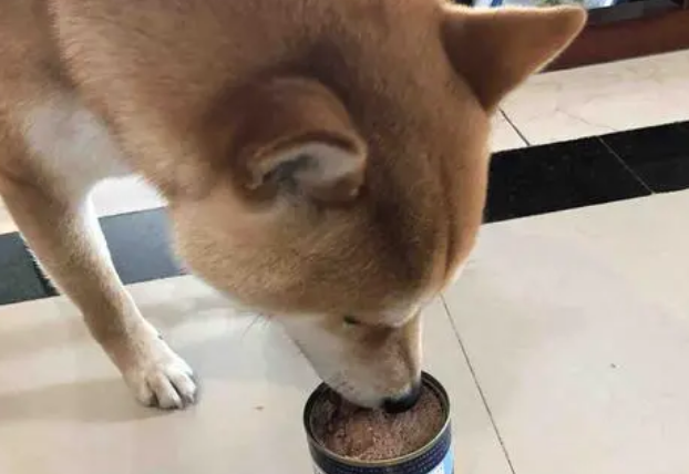 猫罐头可以给狗狗吃吗