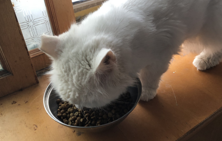 80克猫粮有多少参照物