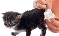 猫大便出血怎么回事?这里可以了解~