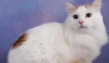 哪种猫砂最好用,五类猫砂大比拼(强势推荐) 哪种猫砂最好用,五类猫砂大比拼(强势推荐)