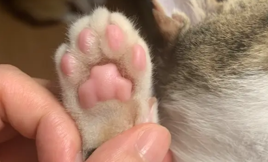猫咪爪垫形状性格准吗?铲屎官快来看