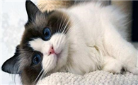 哪些感冒药可以给猫咪吃
