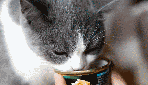 两个月的猫能吃罐头吗
