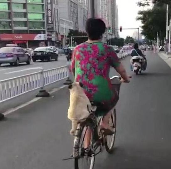 你家狗狗喜欢坐后座吗?这只巴哥犬的表现,萌炸了! 你家狗狗喜欢坐后座吗?这只巴哥犬的表现,萌炸了!