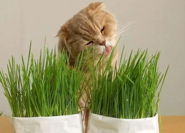 美味猫草,喵星人的“常备药”! 美味猫草,喵星人的“常备药”!