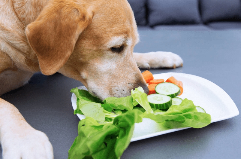 两个月的狗狗可以吃什么小零食