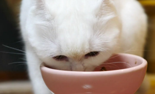 猫罐头和湿粮包的区别