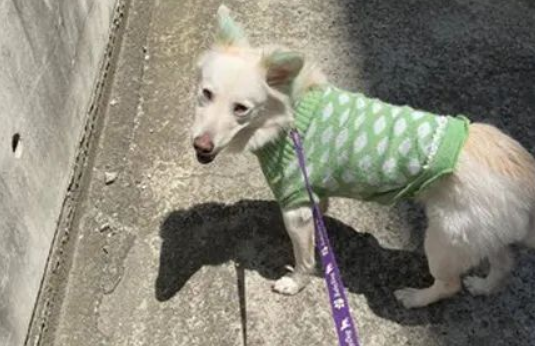 爱犬意外丢失,狗主第二天上班时被告知:有狗找你! 爱犬意外丢失,狗主第二天上班时被告知:有狗找你!