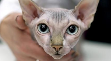 斯芬克斯猫怎样看纯不纯?方法在这里! 斯芬克斯猫怎样看纯不纯?方法在这里!