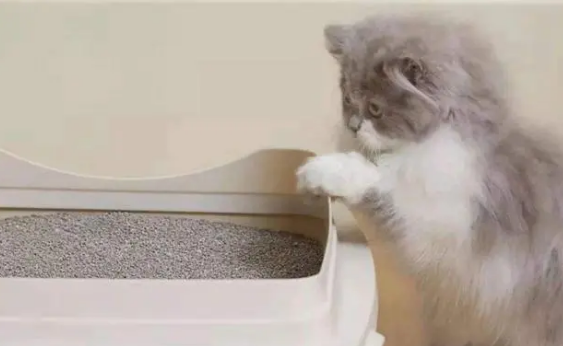 是猫粮不好吃还是肉肉不香,怎么会有小猫咪热衷于吃猫砂? 是猫粮不好吃还是肉肉不香,怎么会有小猫咪热衷于吃猫砂?