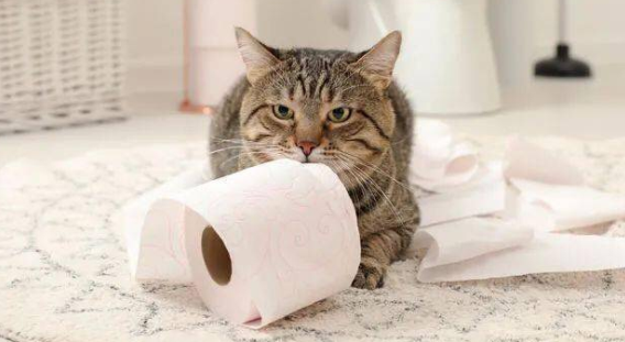 怎么帮助猫排便？主人来学学~
