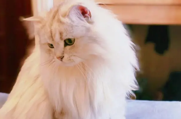 猫狗驱虫的重要性:心丝虫寄生在心脏 猫狗驱虫的重要性:心丝虫寄生在心脏