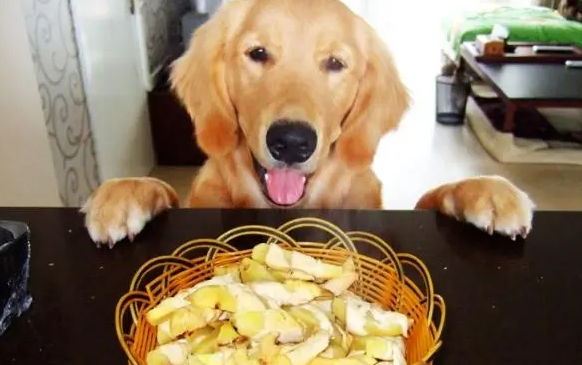 狗零食什么牌子的好