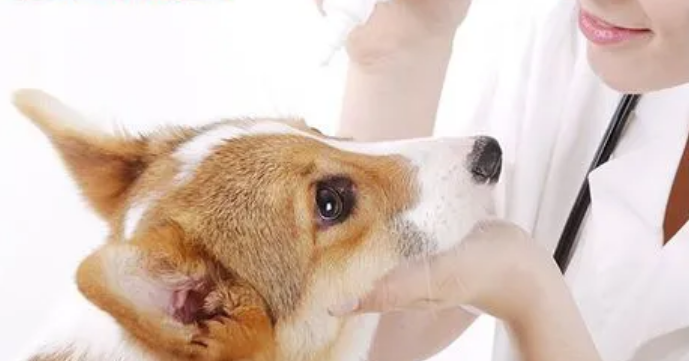 狗能用什么眼药水