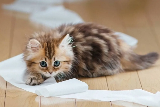 宠物益生菌是真有效还是智商税?小猫软便需要吃几天? 宠物益生菌是真有效还是智商税?小猫软便需要吃几天?