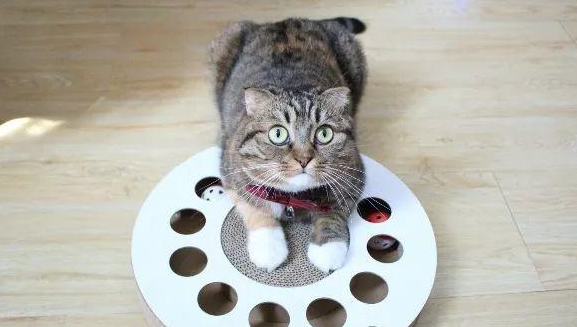最受欢迎的猫玩具是什么玩具 最受欢迎的猫玩具是什么玩具
