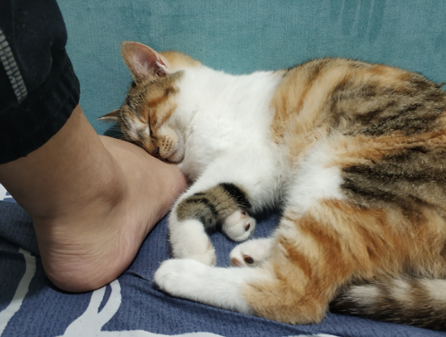 猫咪突然一直蹭我什么原因？本文有解答