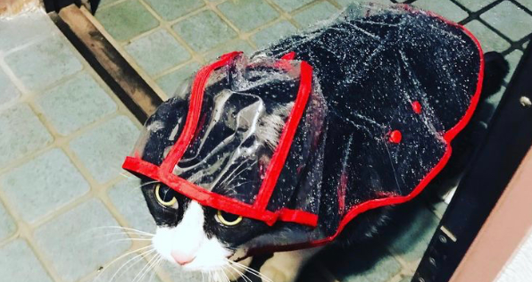 养了只巨大的猫,趴身上撒娇都觉得呼吸困难… 养了只巨大的猫,趴身上撒娇都觉得呼吸困难…