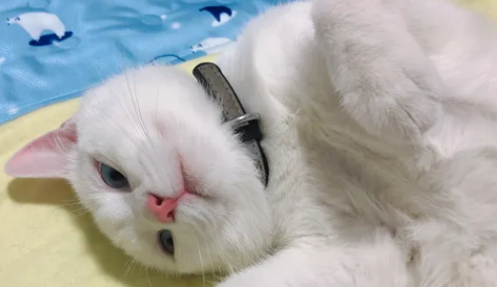 猫咪项圈多种款式